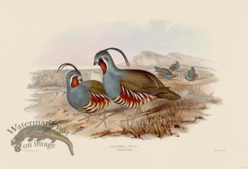 15 Plumed partridge